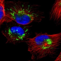 SETD3 Antibody, Novus Biologicals:Antibodies:Primary Antibodies